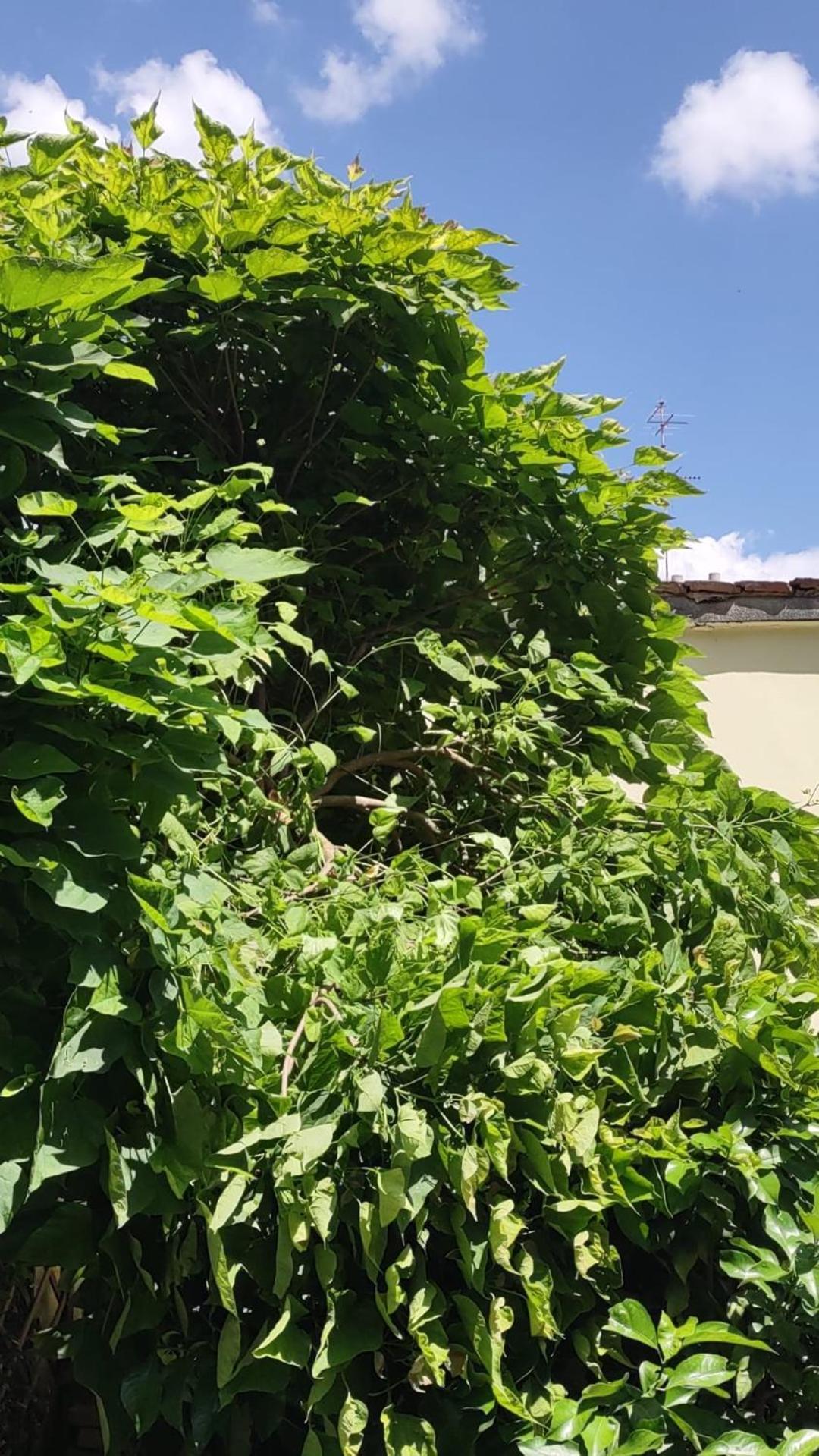 Movie Star Apartment With Garden Firenze Kültér fotó